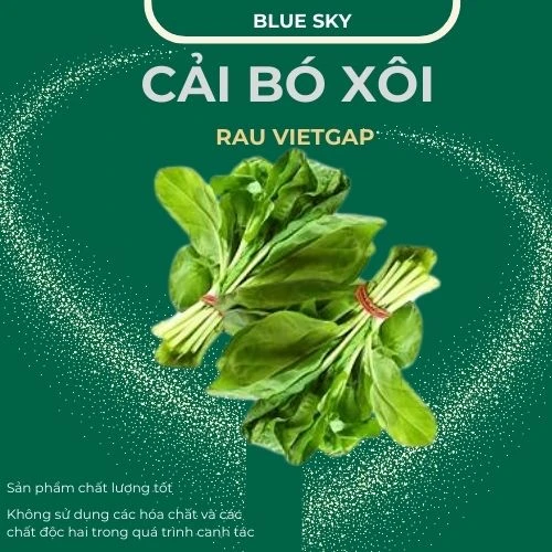 Cải bó xôi - VIETGAP