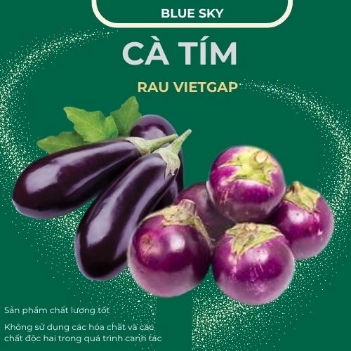 Cà tím - VIETGAP