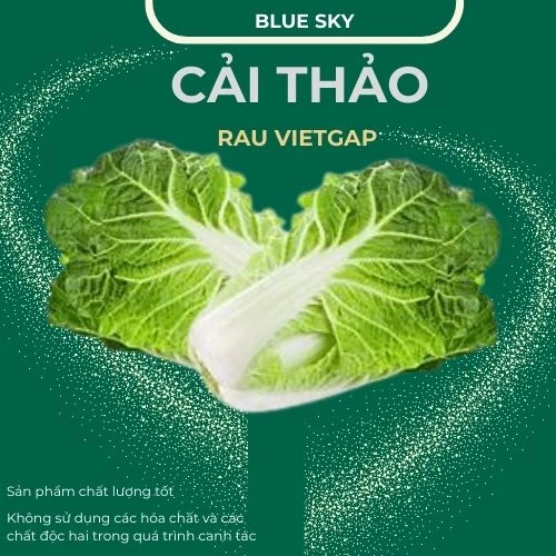 Cải thảo - VIETGAP
