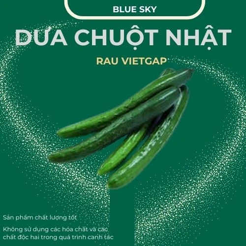 Dưa chuột nhật - VIETGAP