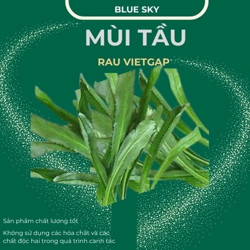 Mùi tầu - VIETGAP
