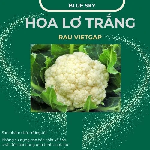 Hoa lơ trắng