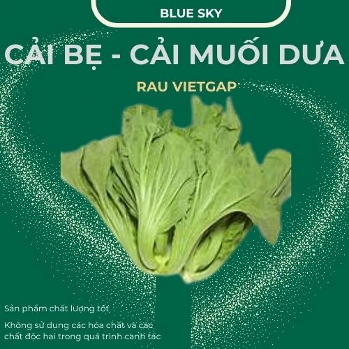 Cải bẹ - Cải muối dưa - VIETGAP