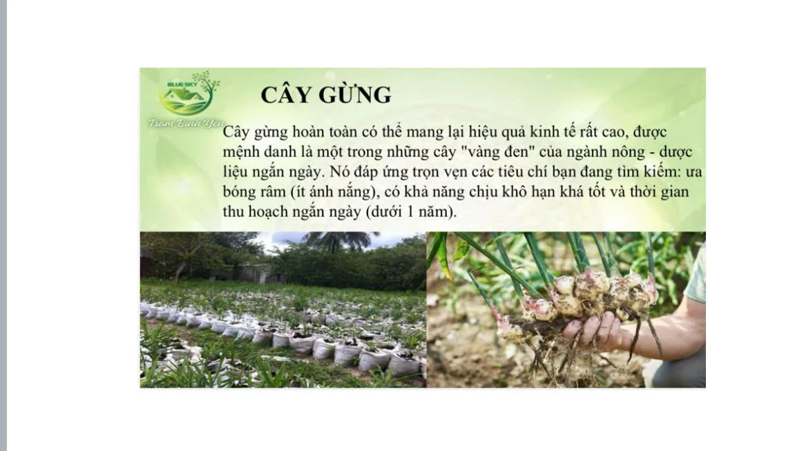 CÂY GỪNG