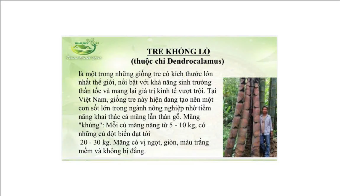 TRE KHỔNG LỒ