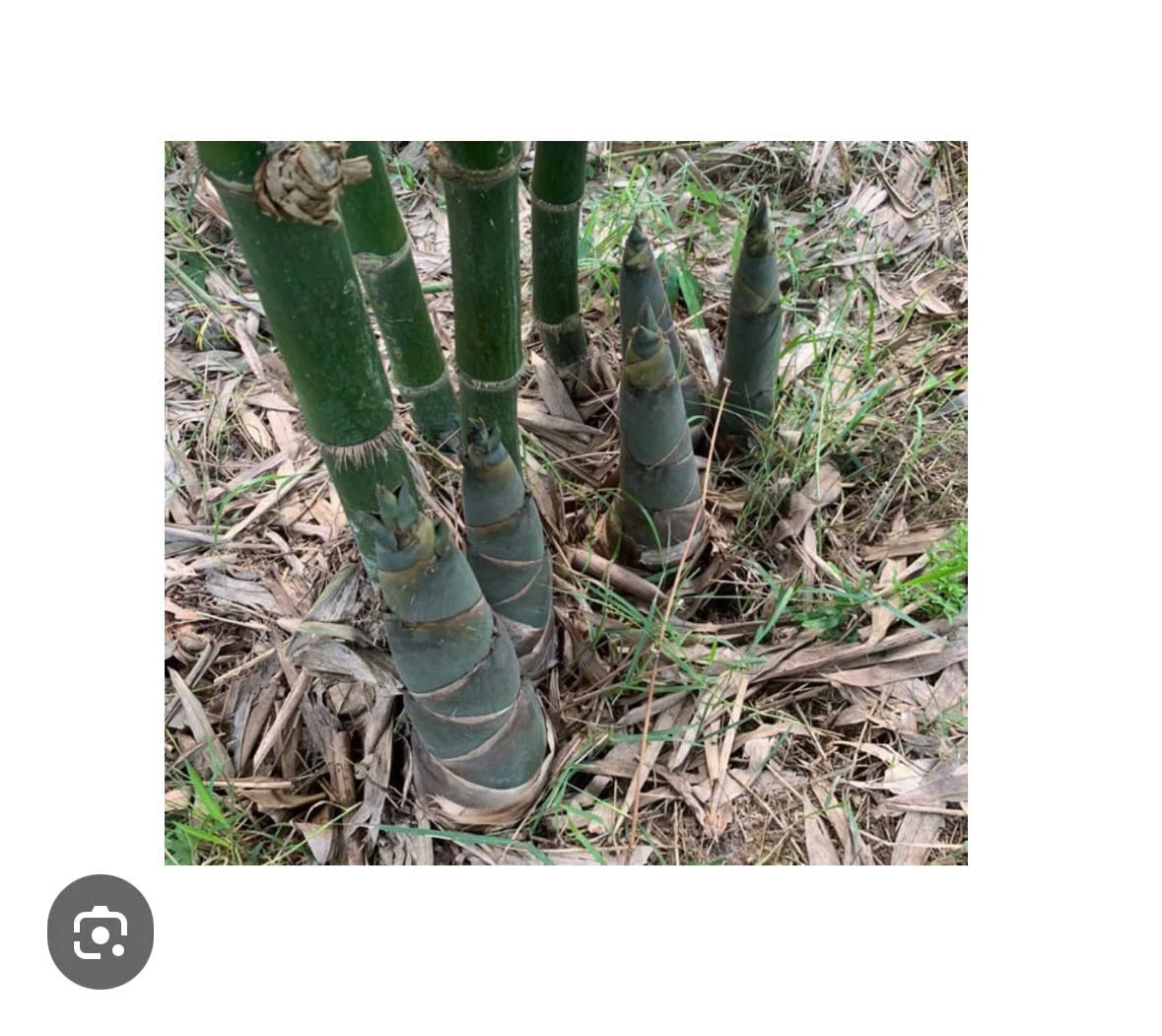 TRE TỨ QUÝ